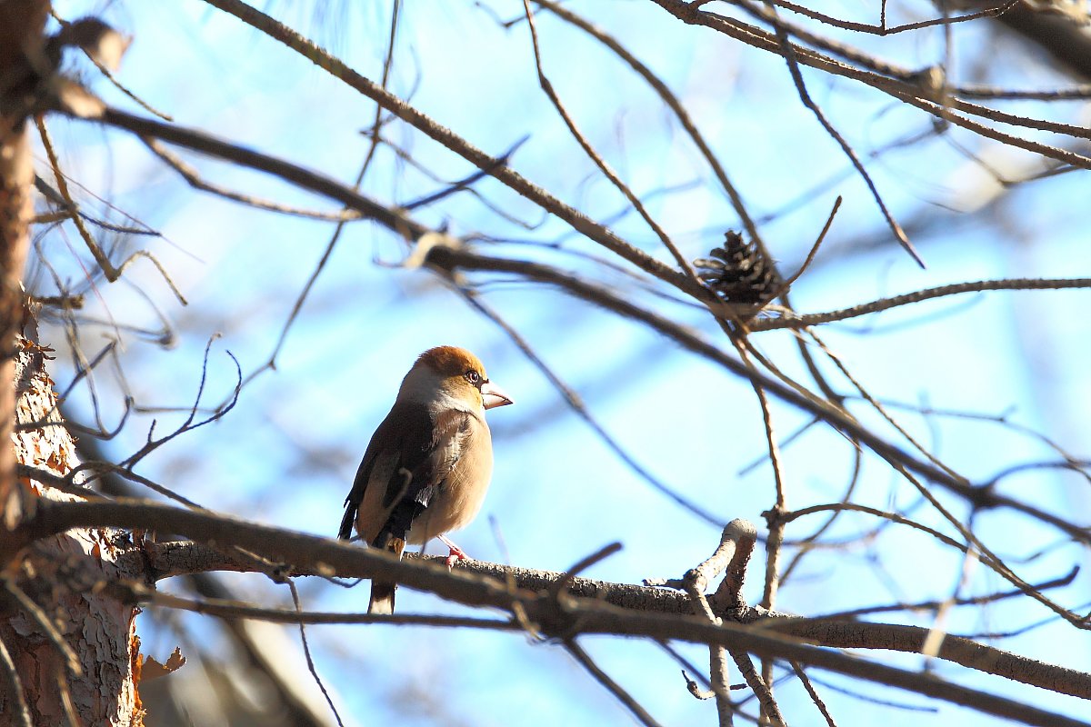 ��̕���