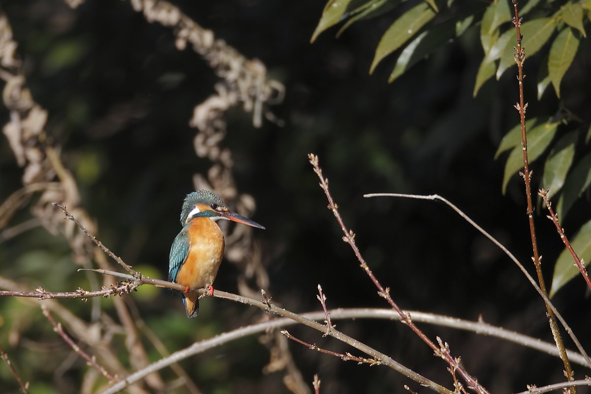 ��̕���