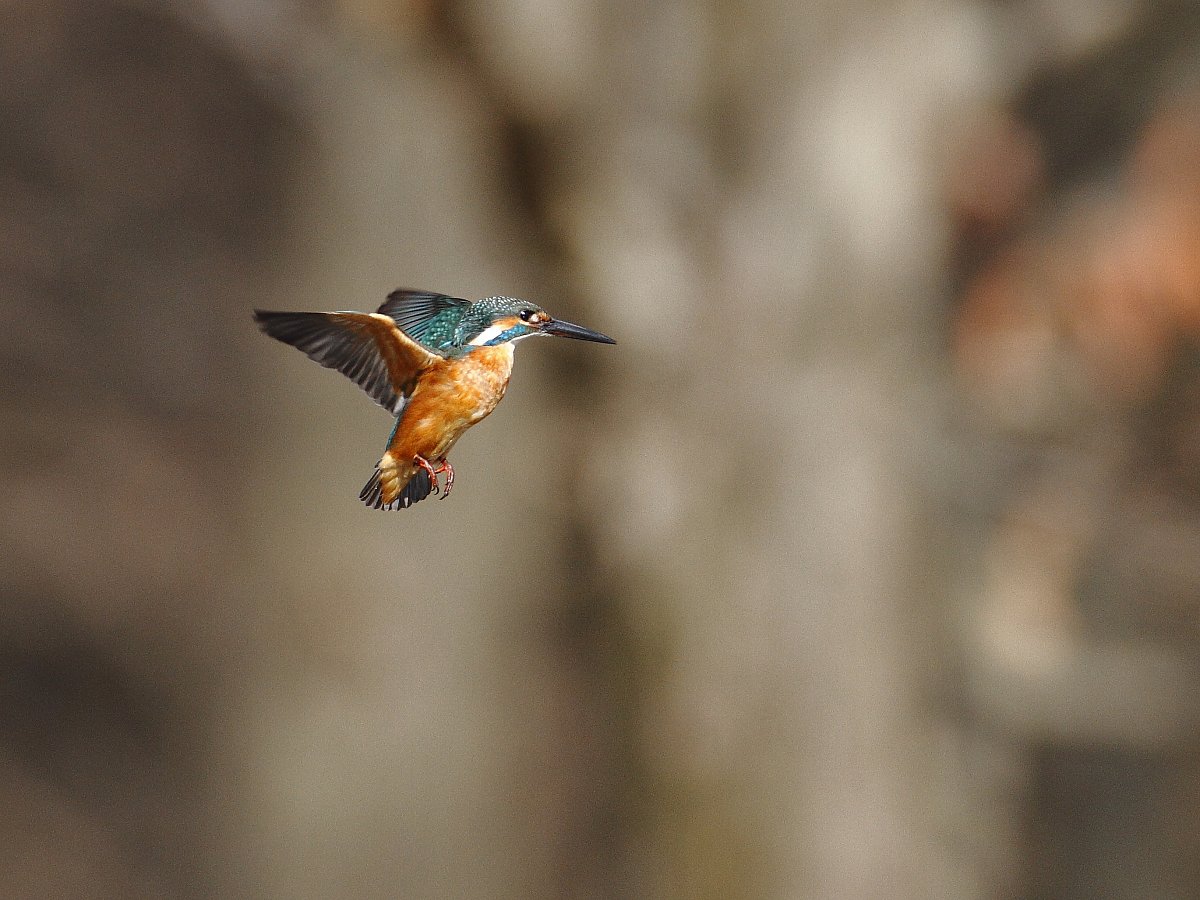 ��̕���