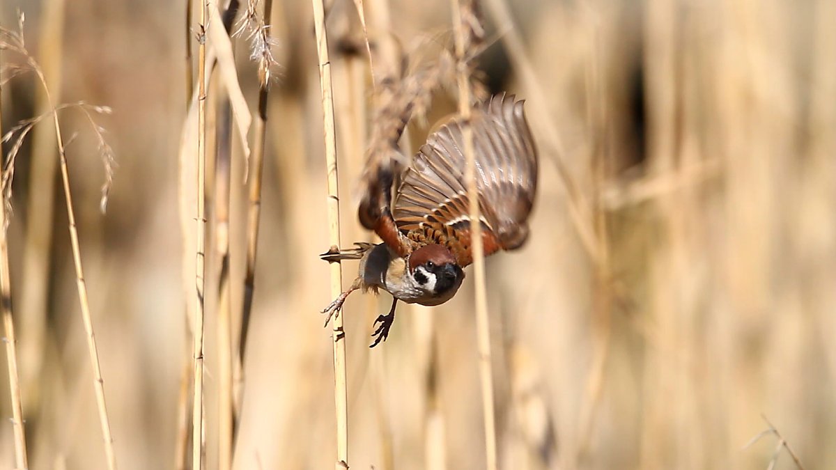 ��̕���