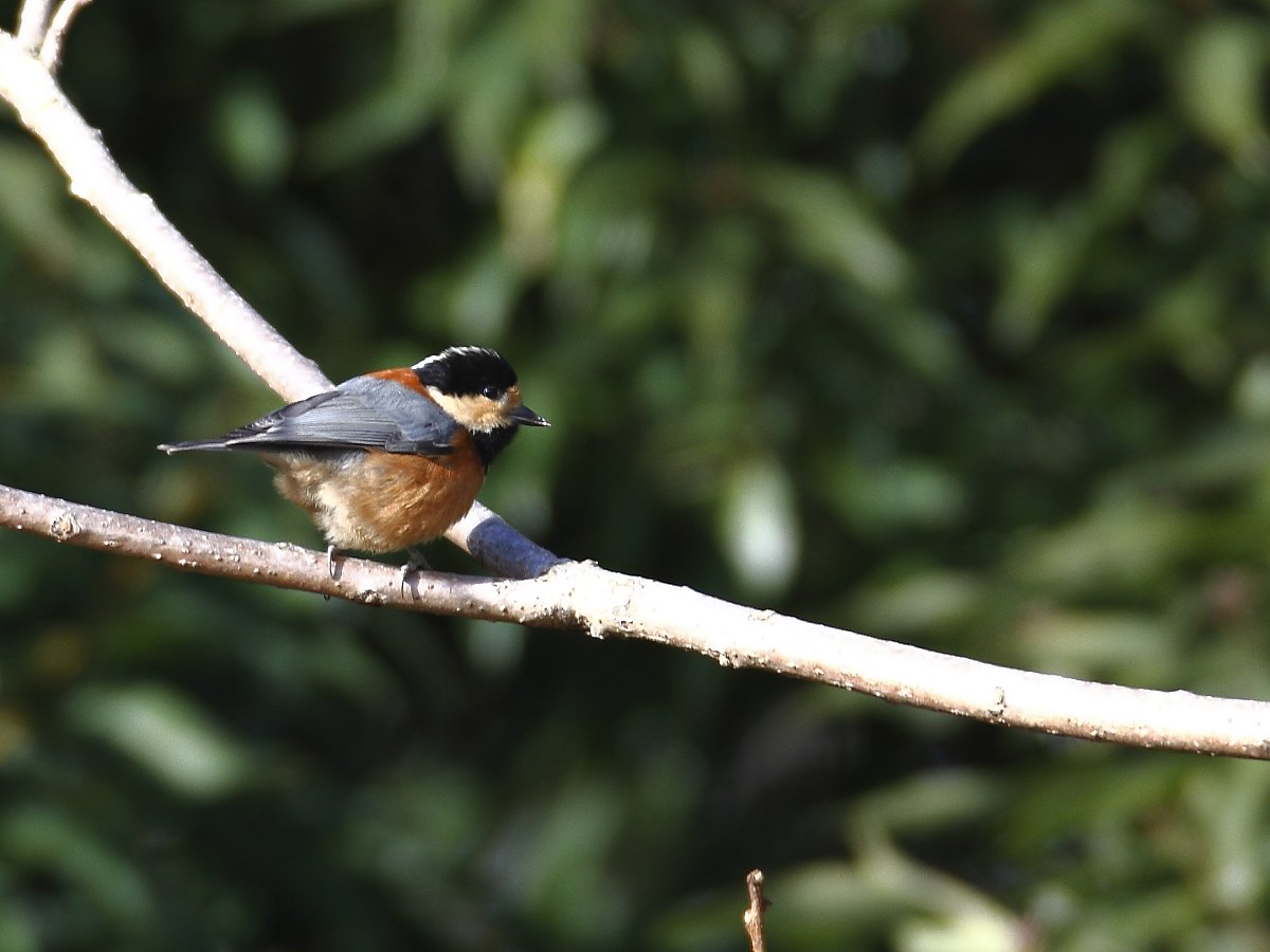 ��̕���