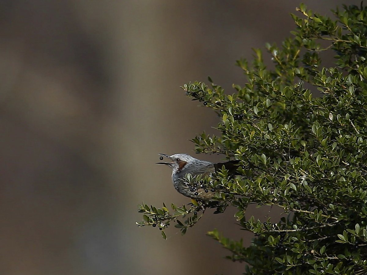 ��̕���