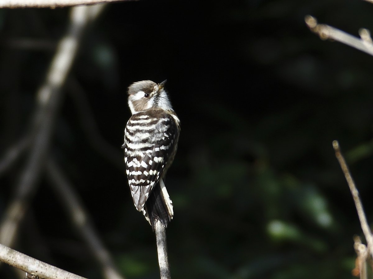 ��̕���