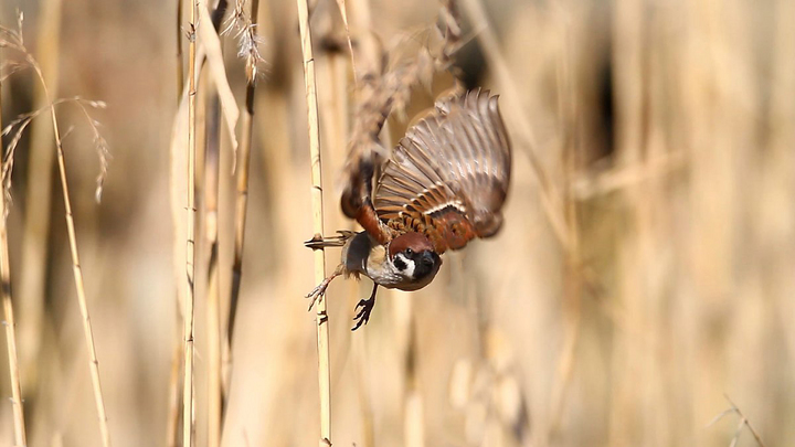 ��̕���