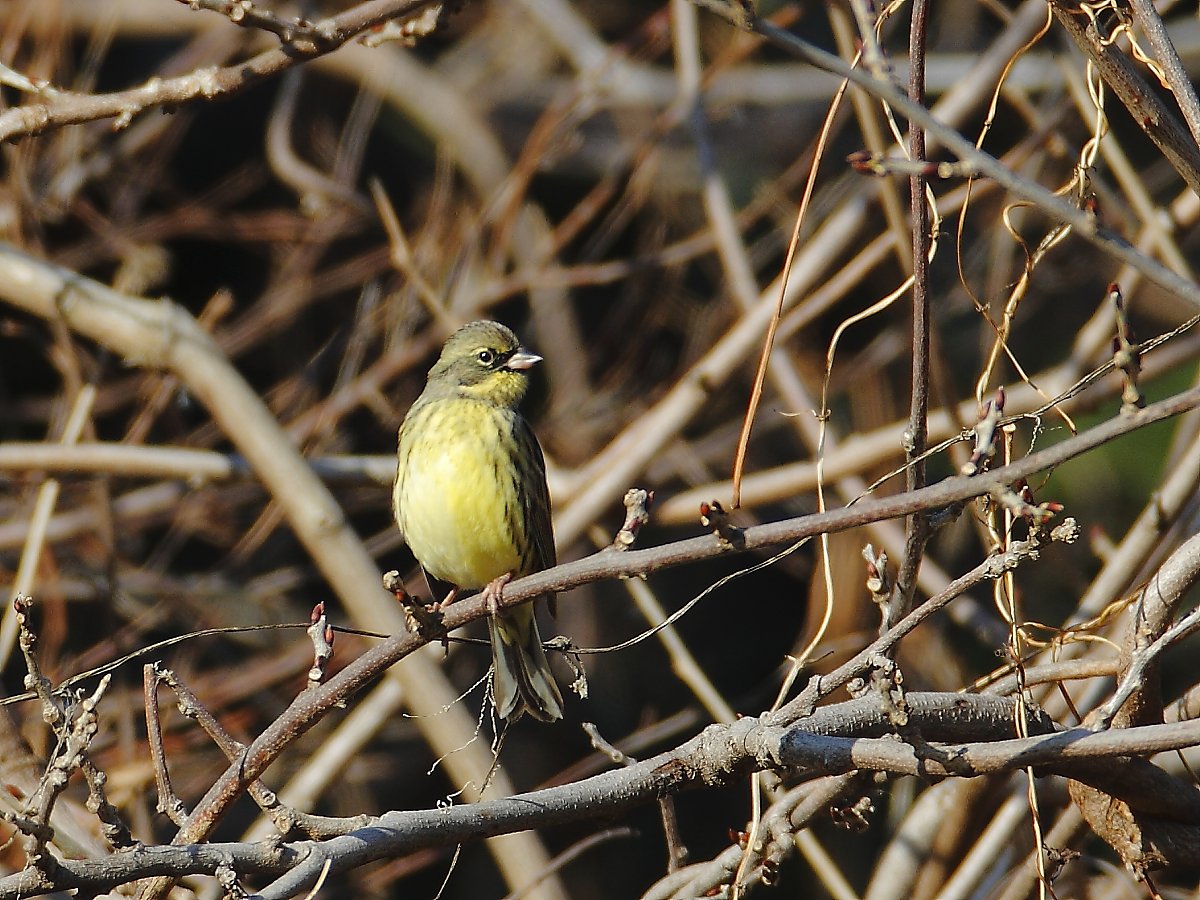 ��̕���