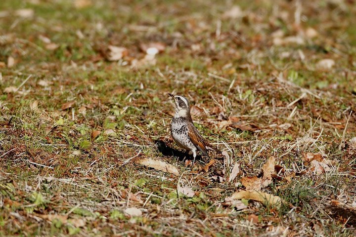 ��̕���