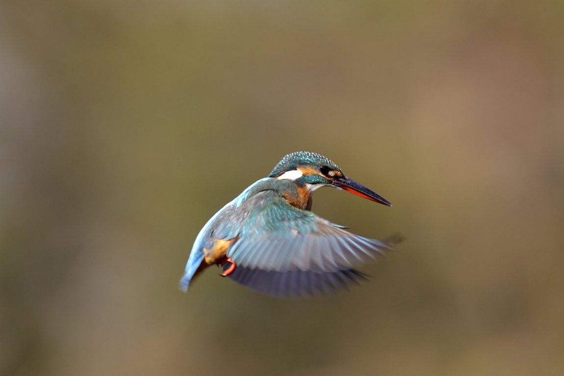 ��̕���