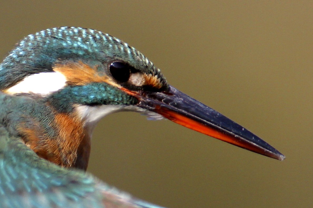 ��̕���