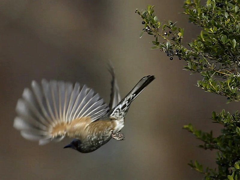 ��̕���