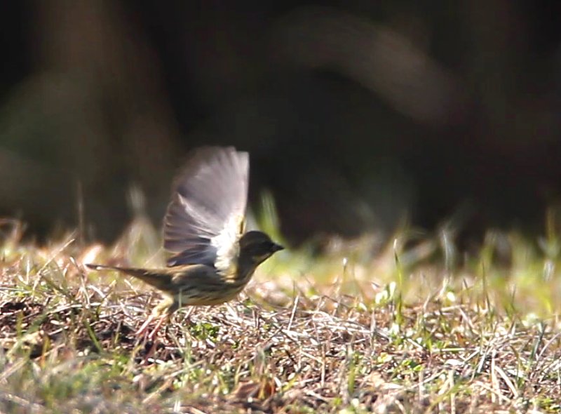 ��̕���