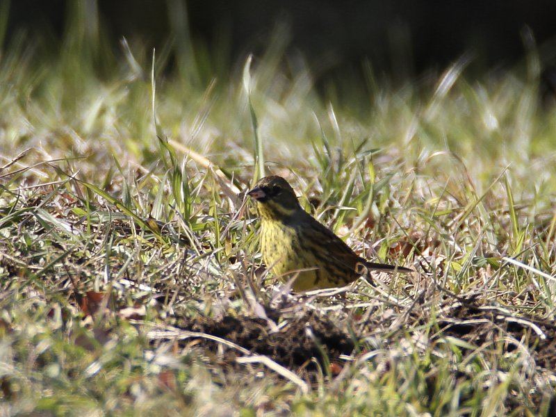 ��̕���