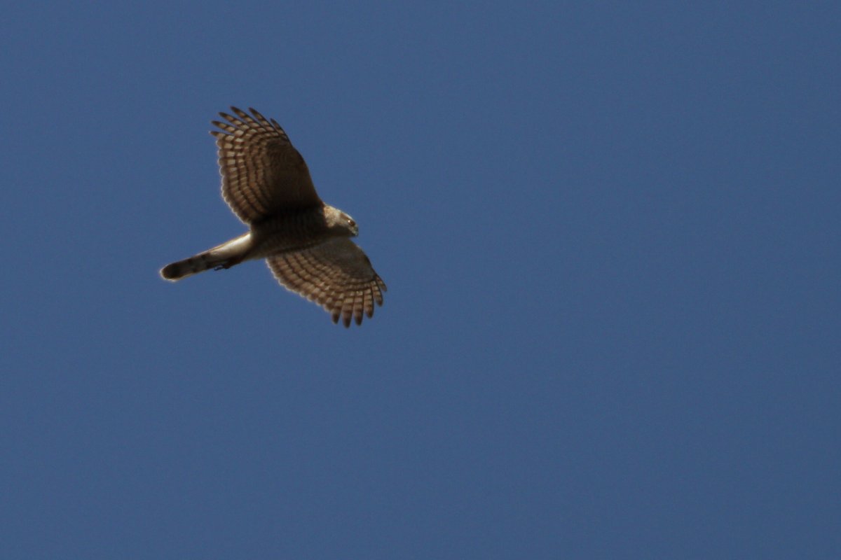 ��̕���