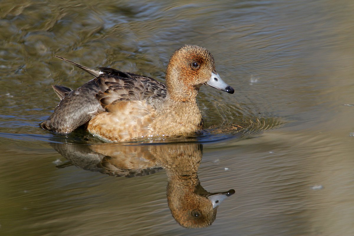 ��̕���