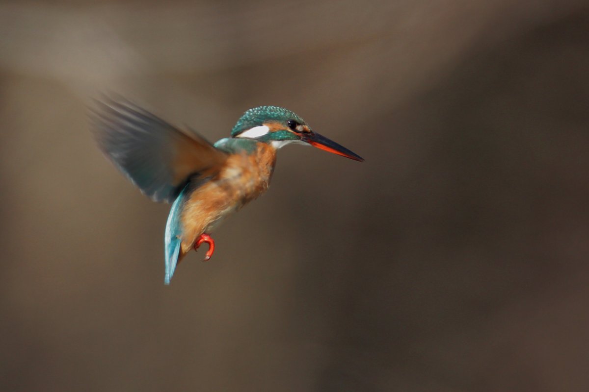 ��̕���