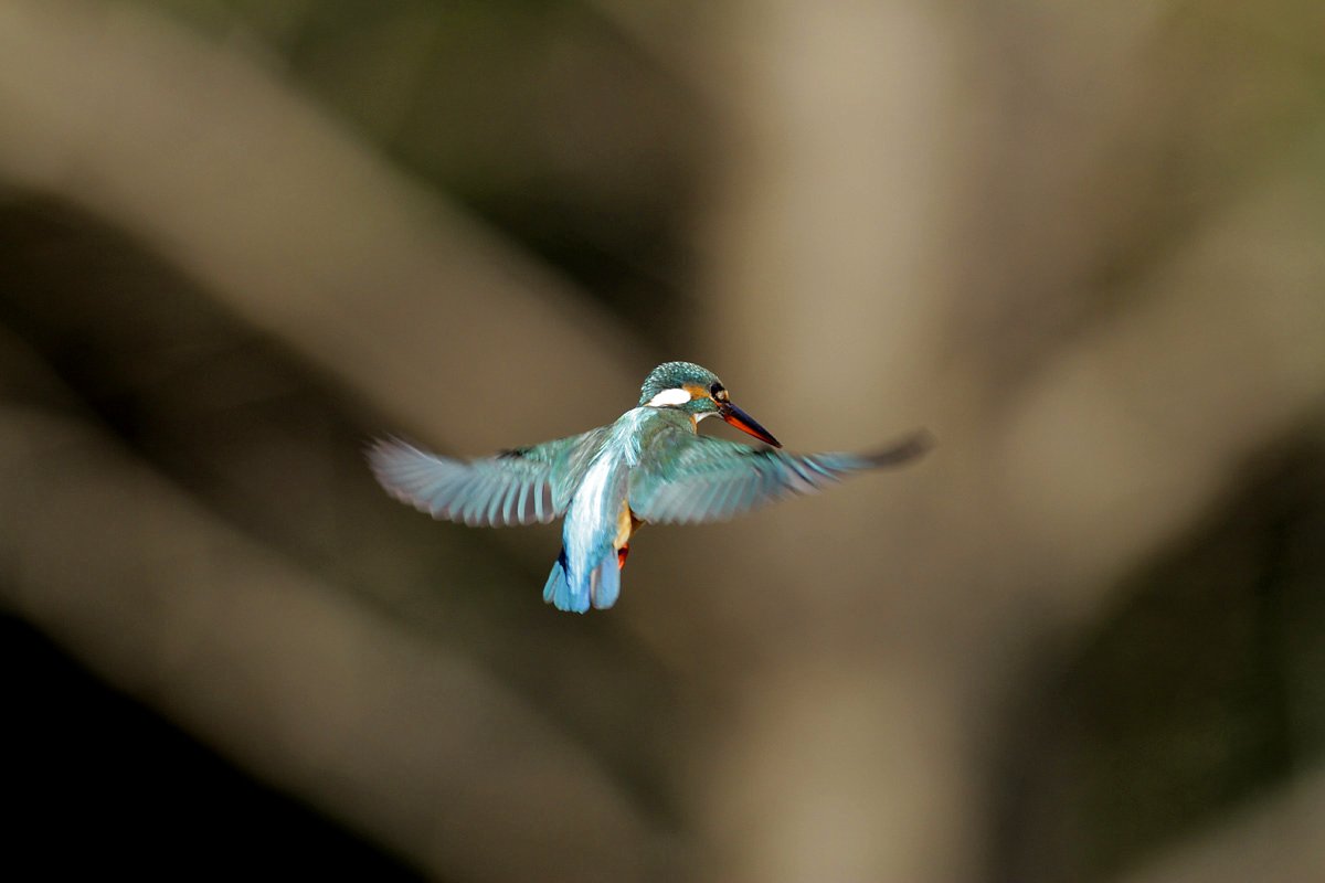 ��̕���