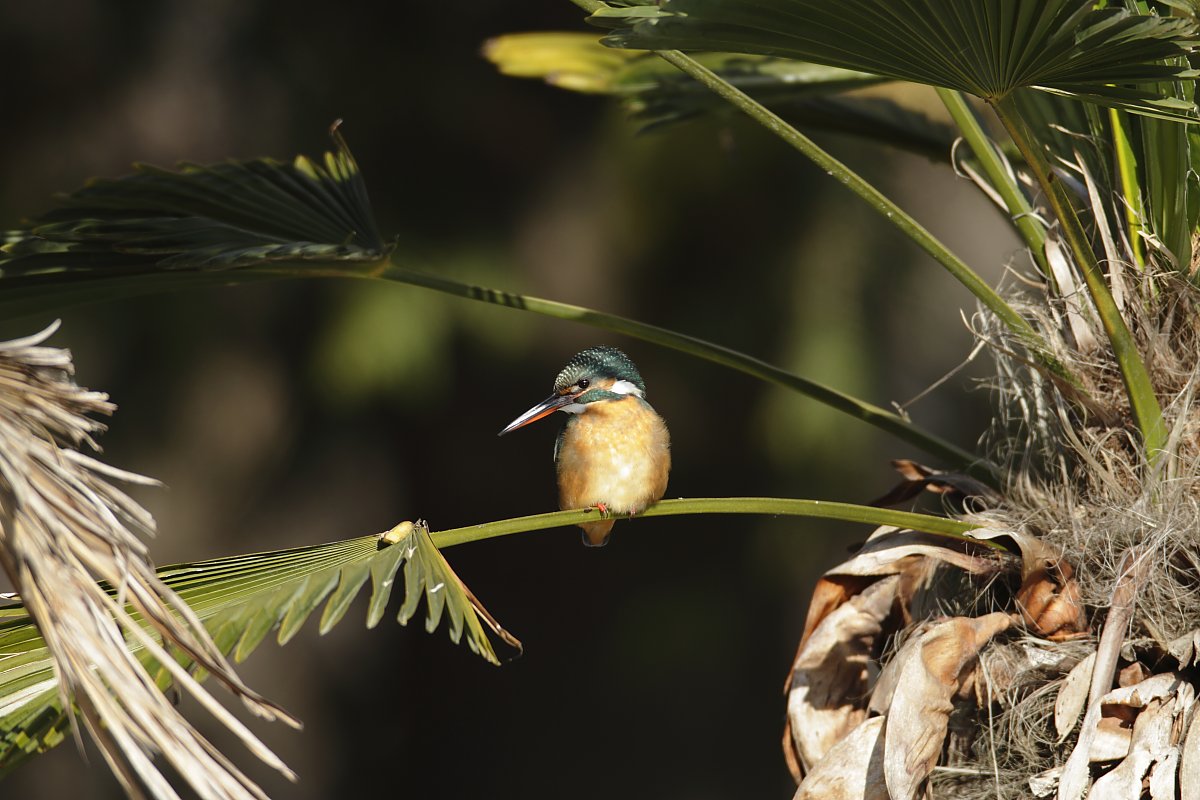 ��̕���