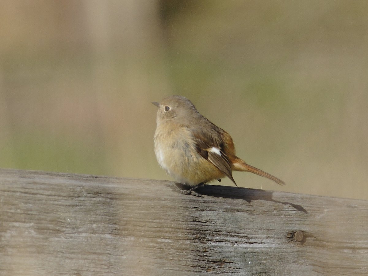 ��̕���