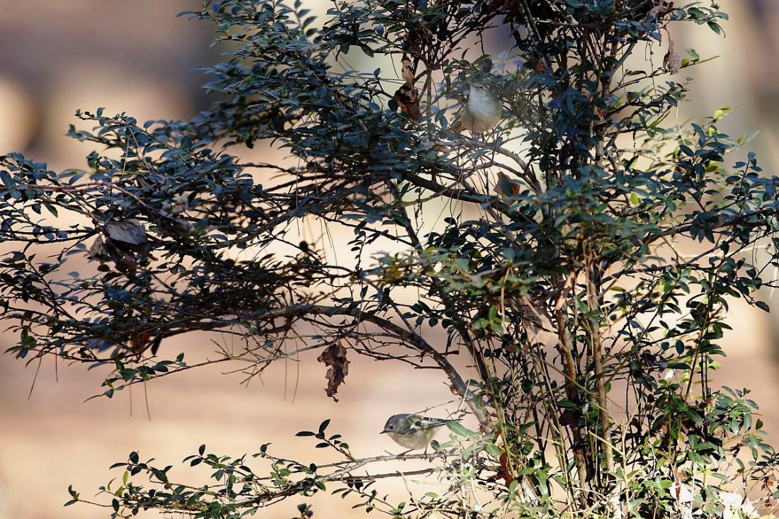 ��̕���