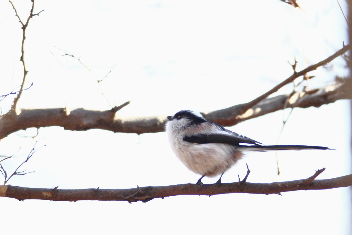 ��̕���