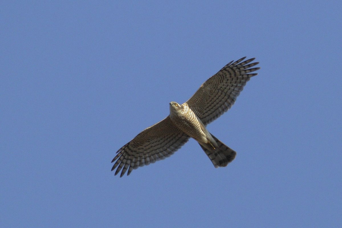 ��̕���