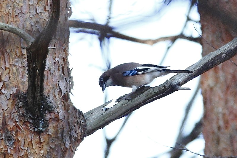 ��̕���