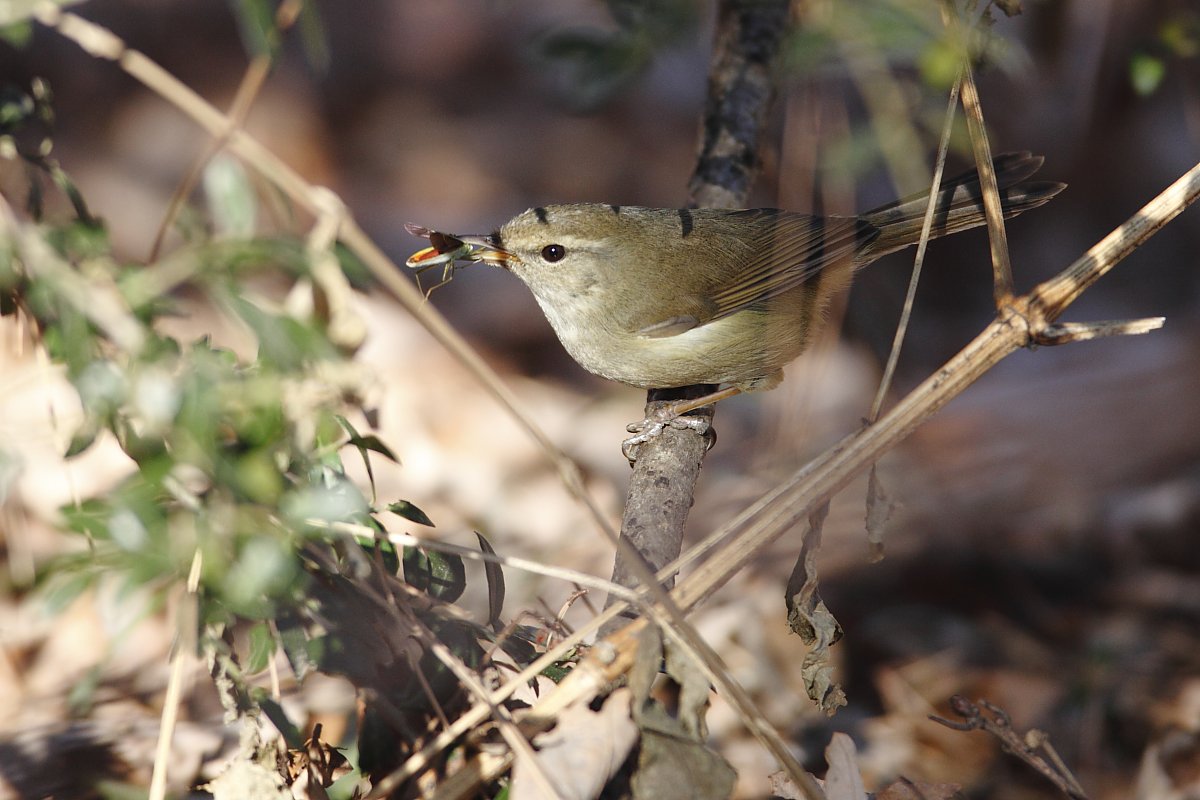 ��̕���