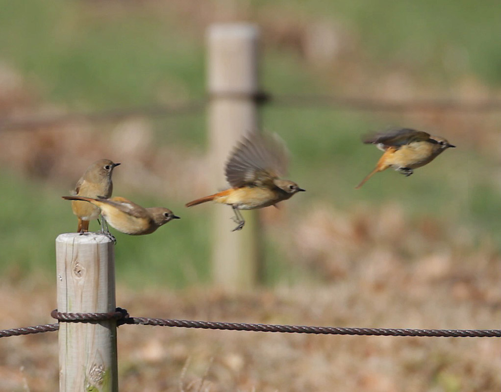 ��̕���