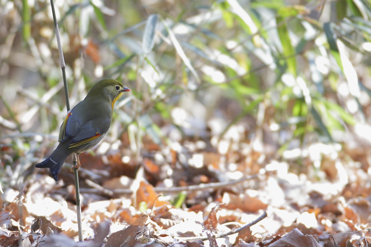 ��̕���