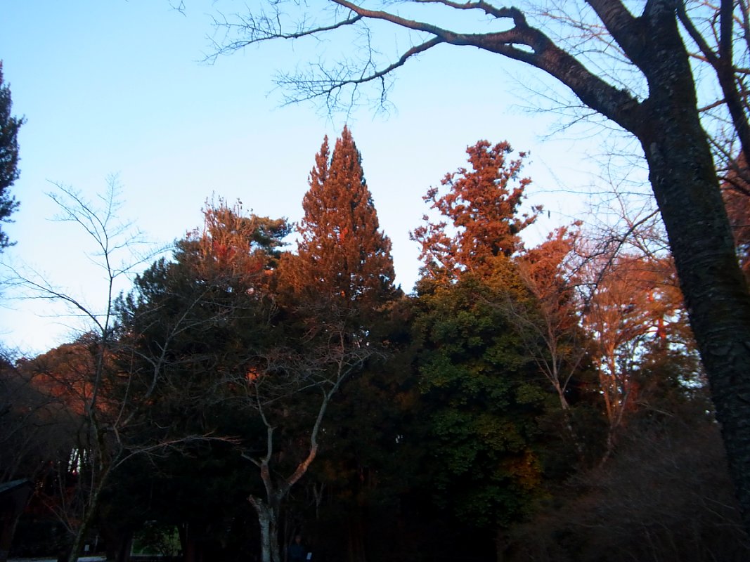 ��̕���