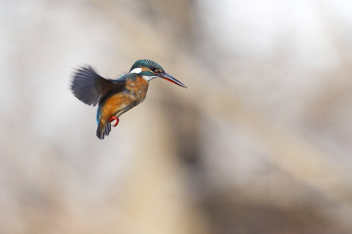 ��̕���