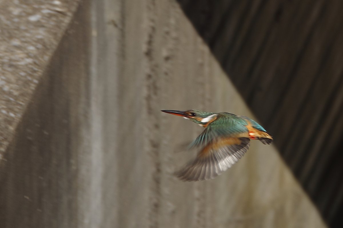 ��̕���