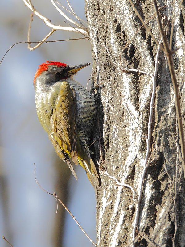 ��̕���