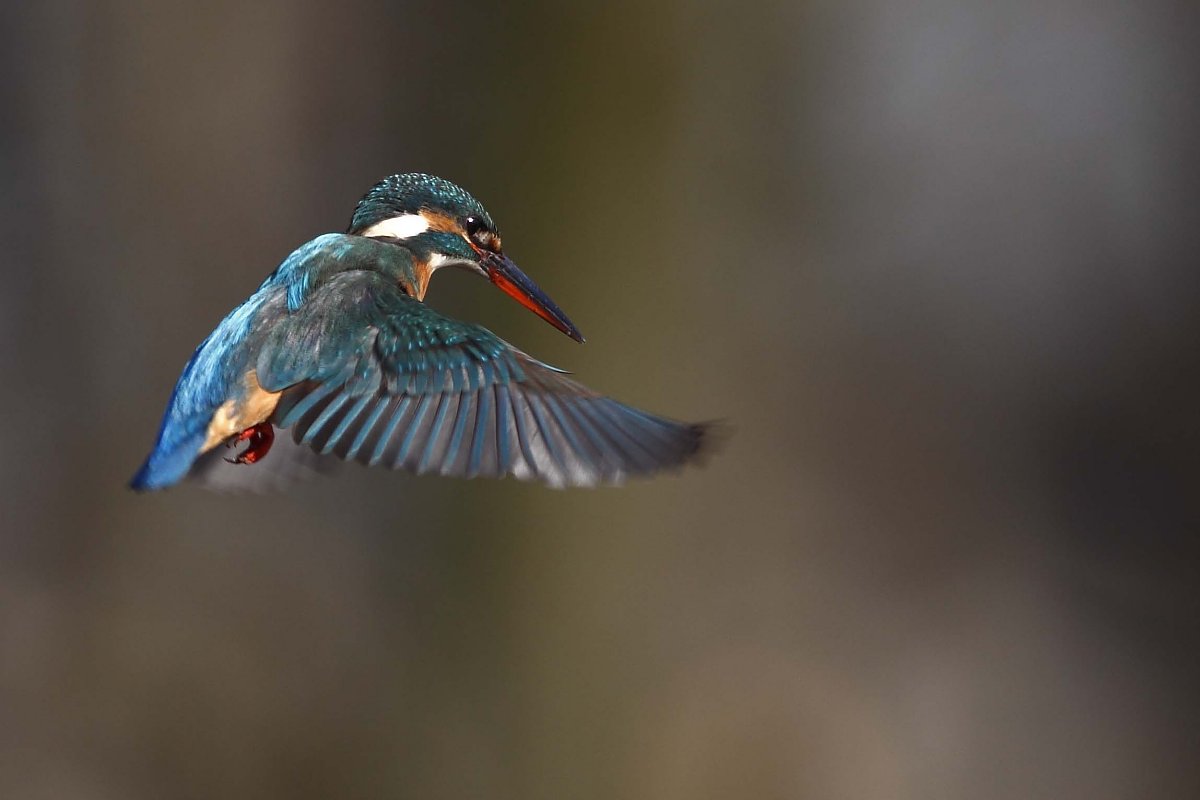 ��̕���