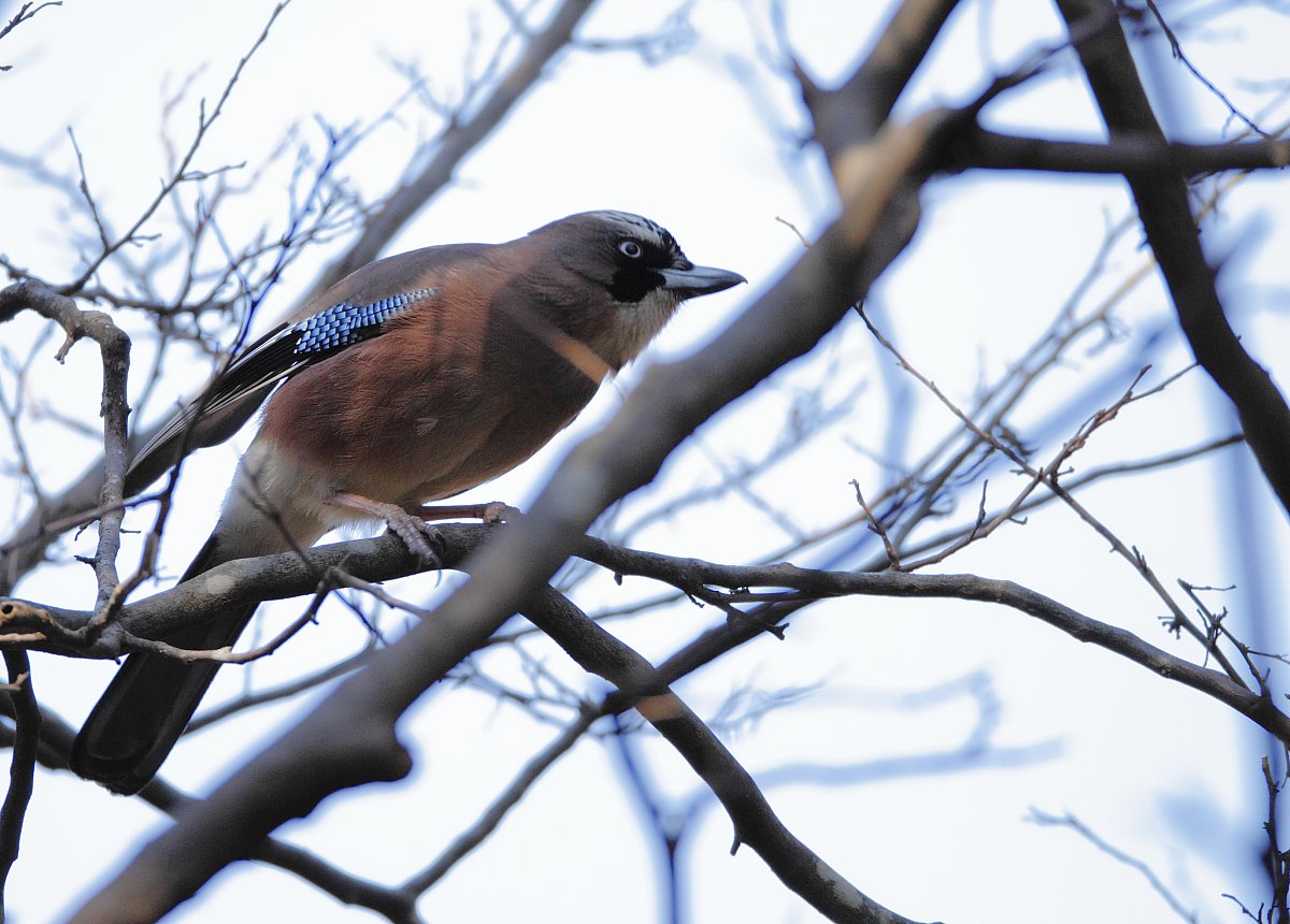 ��̕���