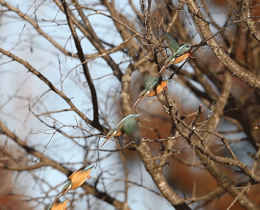 ��̕���