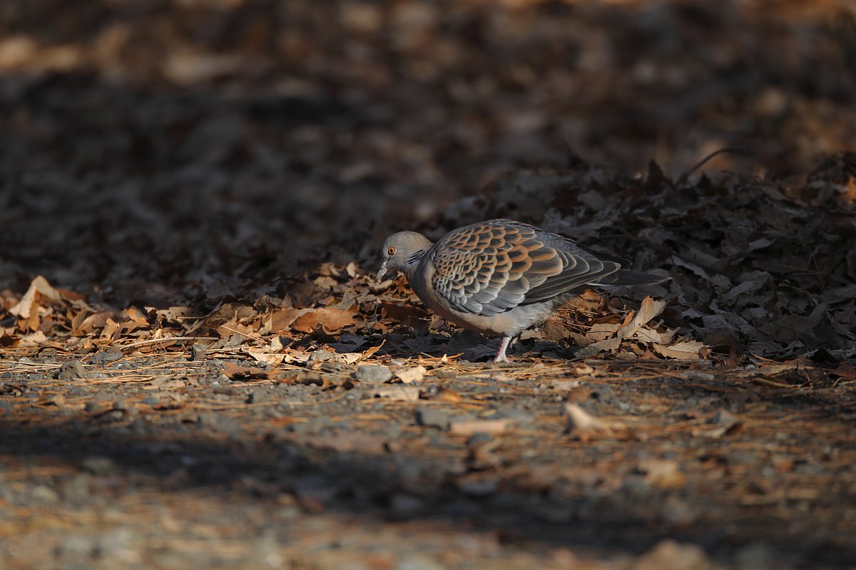 ��̕���