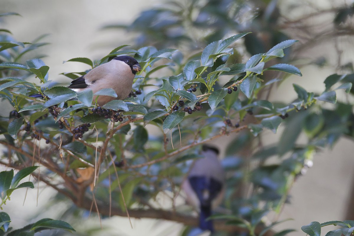 ��̕���