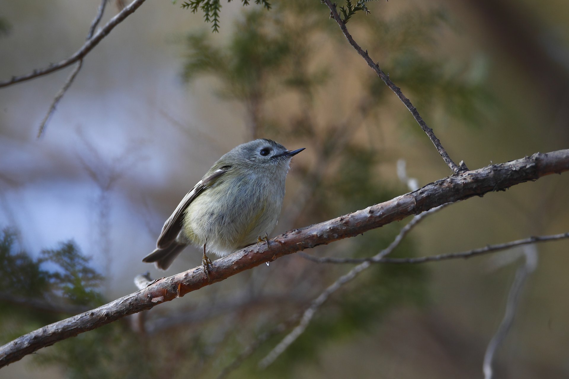 ��̕���