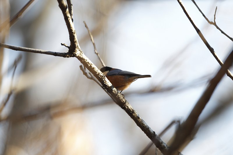 ��̕���