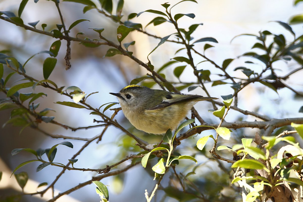 ��̕���