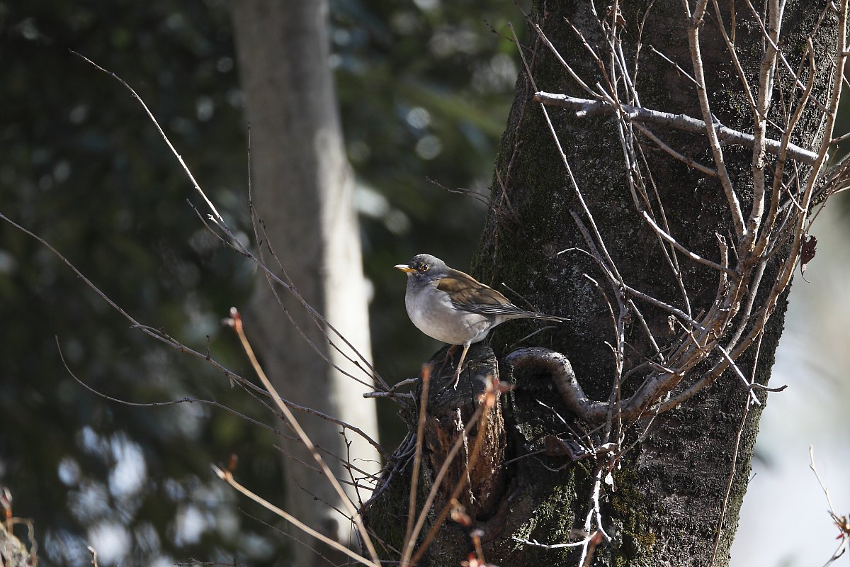 ��̕���