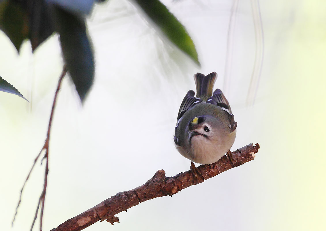 ��̕���