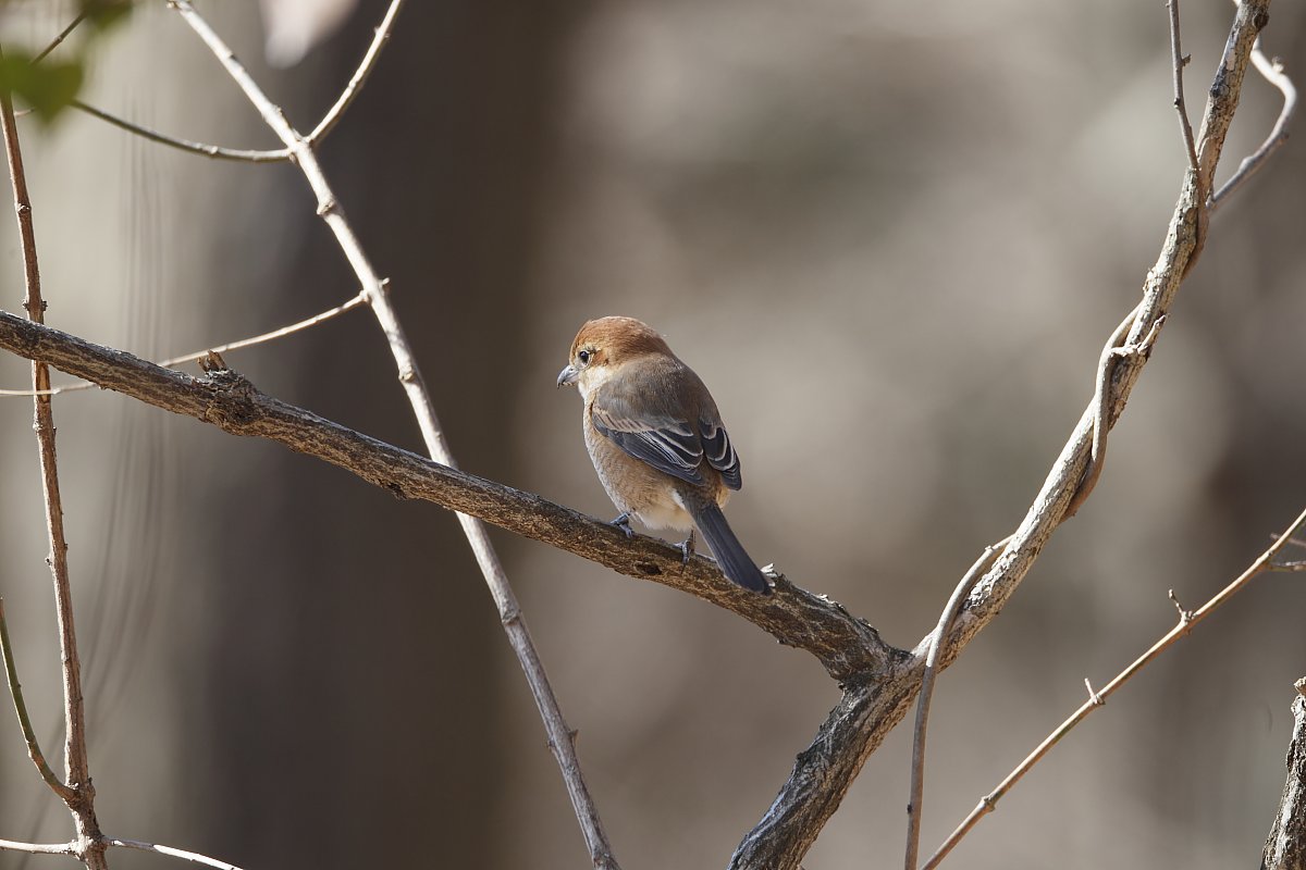 ��̕���