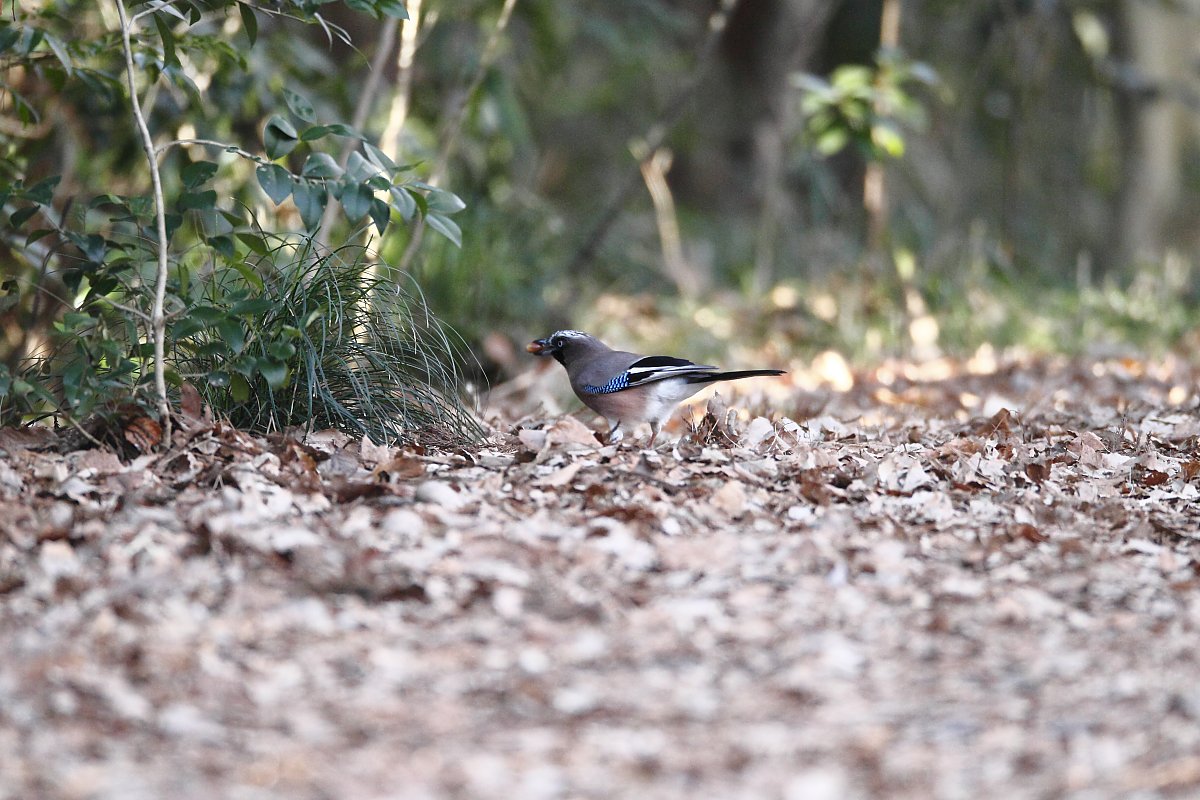 ��̕���