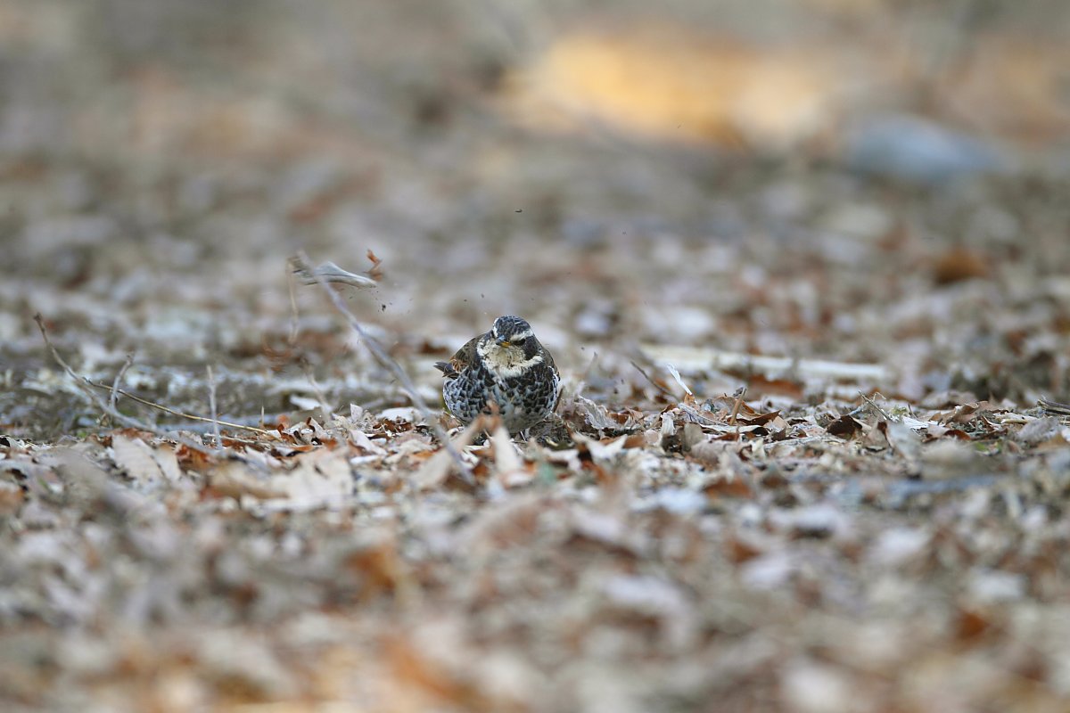 ��̕���