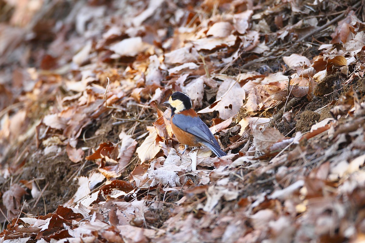 ��̕���