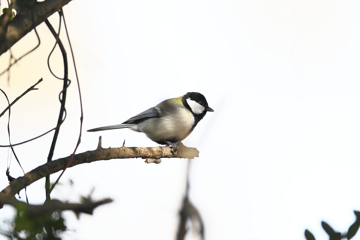 ��̕���