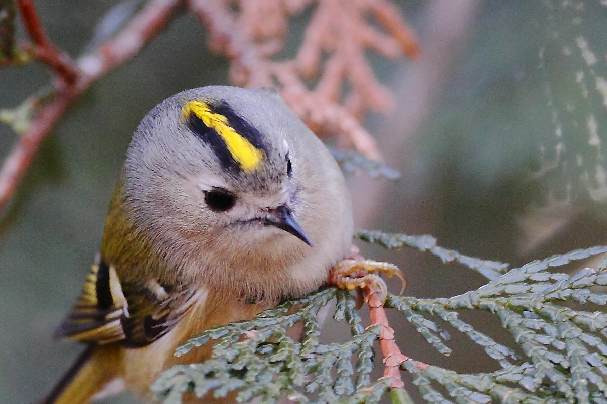 ��̕���