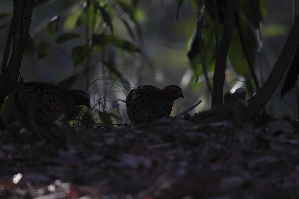 ��̕���