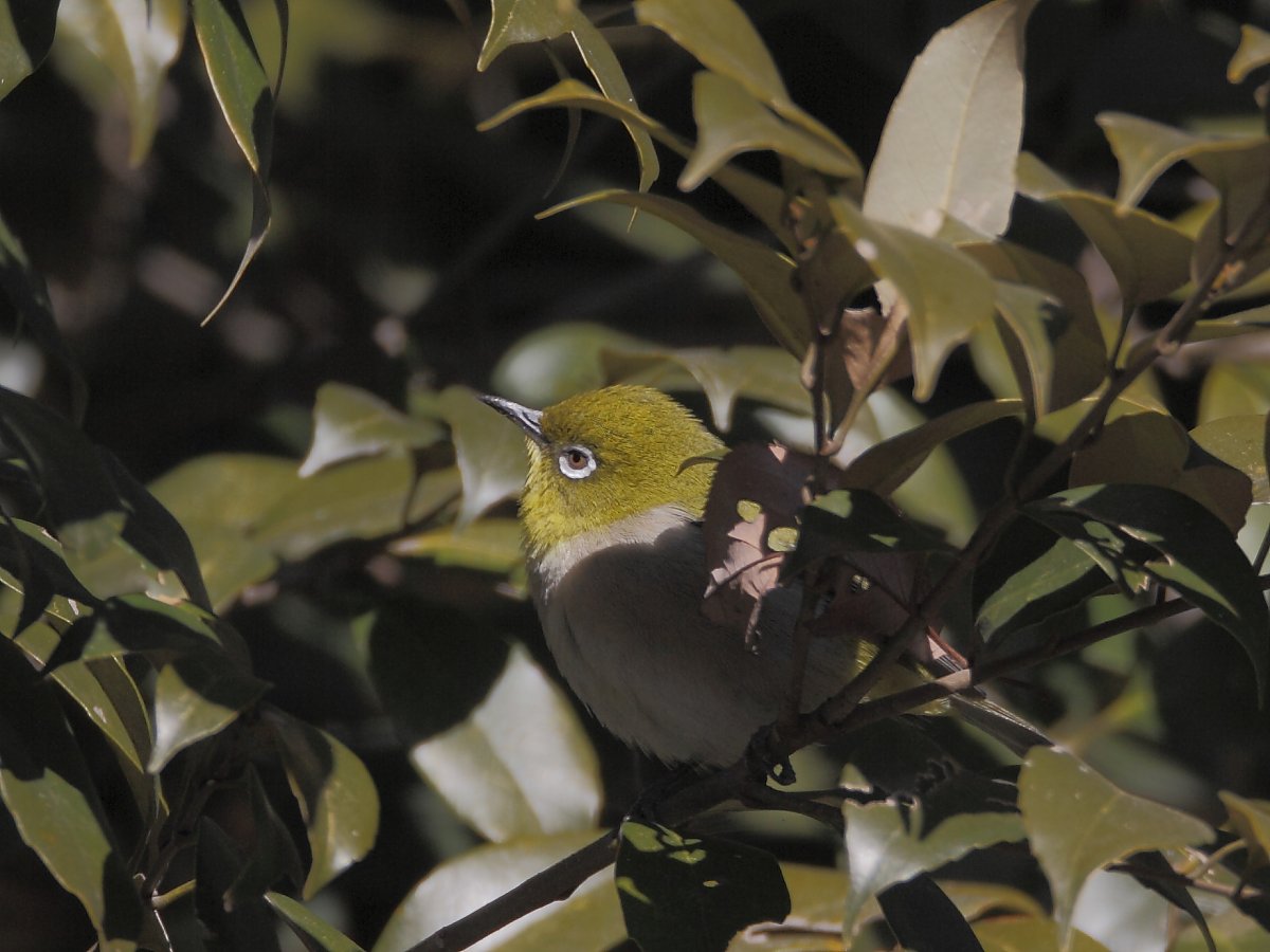 ��̕���